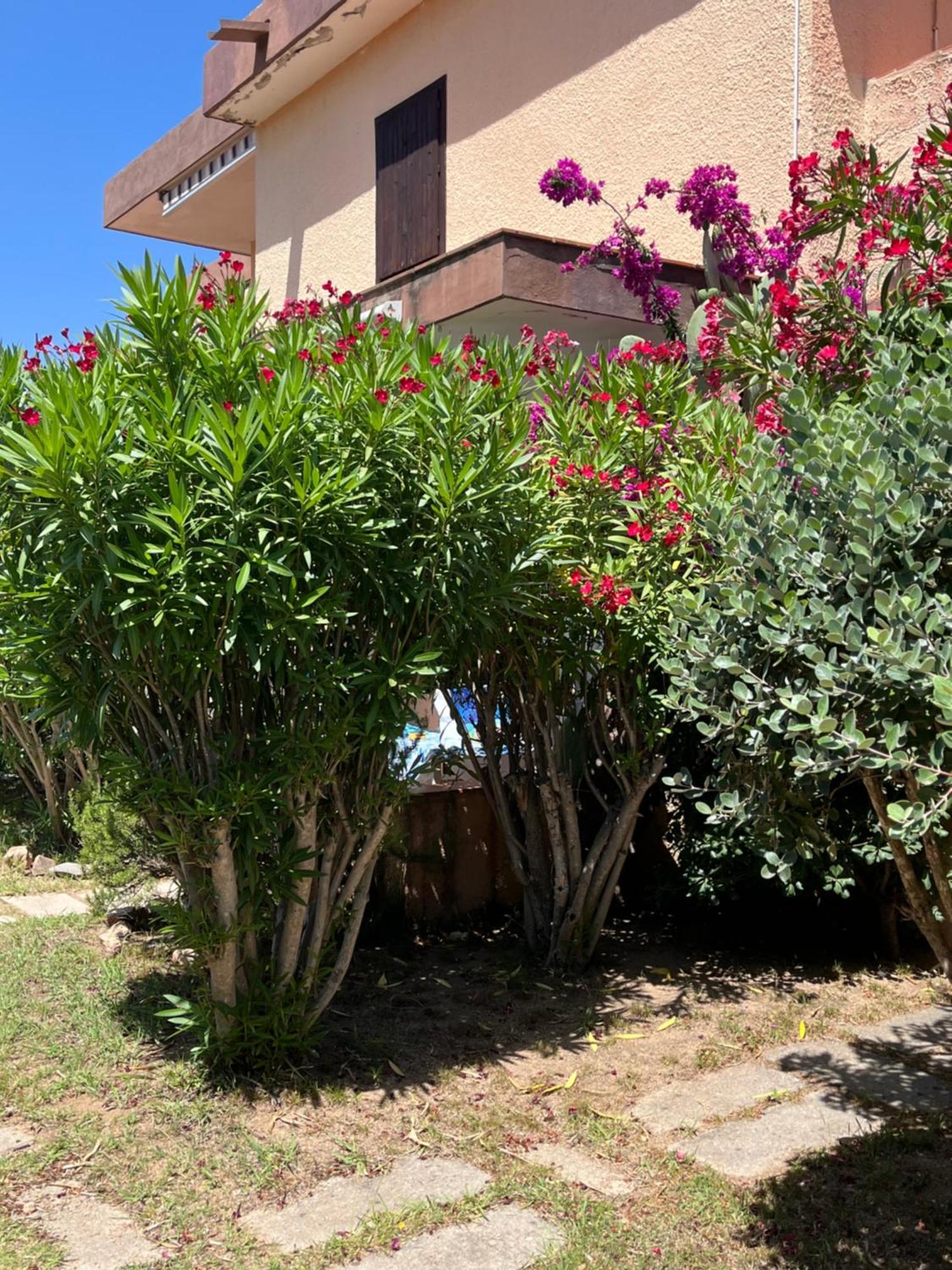 Bilocali Residenza Mediterranea Cannigione Exteriör bild